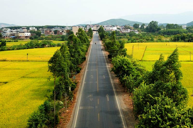 G355線寺村鎮(zhèn)橫橋村至秀和村路口金秋稻田2   卓嚴(yán)解攝