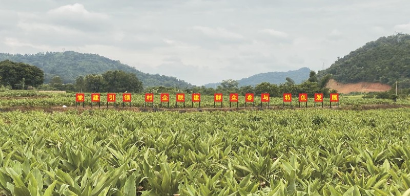 竹山村郁金中藥材種植示范基地一派生機(jī)勃勃。憑祥鎮(zhèn)黨建辦供圖