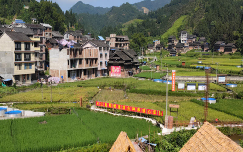 獨峒鎮(zhèn)具盤村稻螺基地。