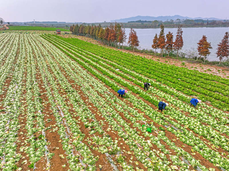 橫州市平馬鎮(zhèn)五權村，玉芥菜地冬收忙。黃汝德攝
