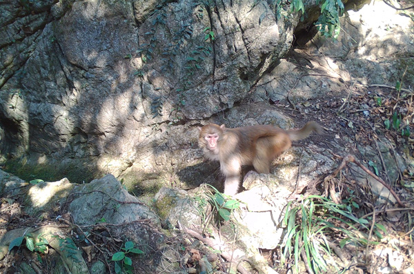 獼猴。