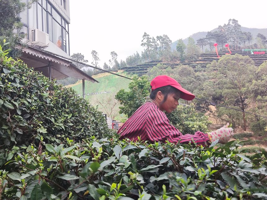 工人正在采摘茶葉。人民網(wǎng)記者 王勇攝