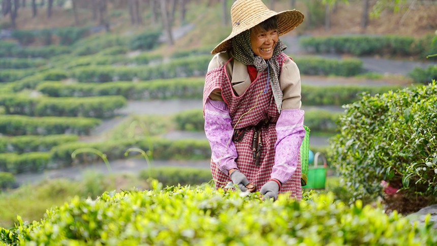 工人正在采摘茶葉。覃塘區(qū)融媒體中心供圖