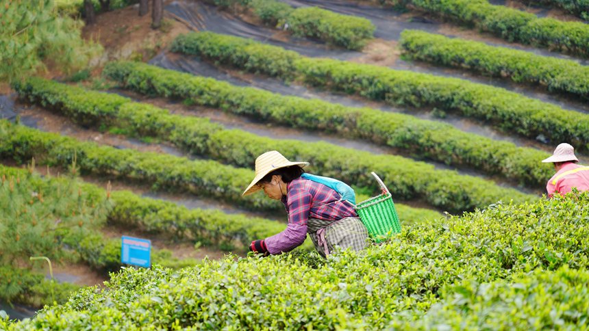 工人正在采摘茶葉。覃塘區(qū)融媒體中心供圖