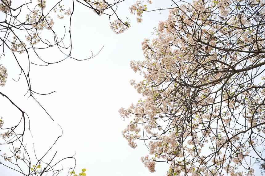 油桐花開。