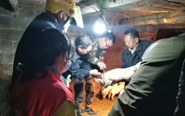 技術(shù)員給豬注射防疫疫苗。