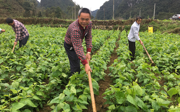 護(hù)理桑田。