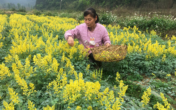 采摘巖黃連藥花。