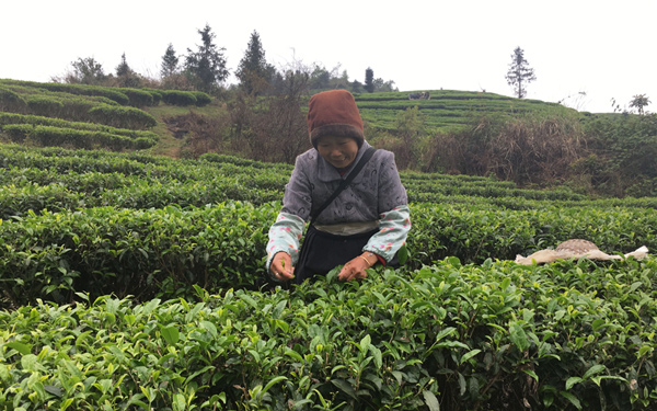 采摘春茶。