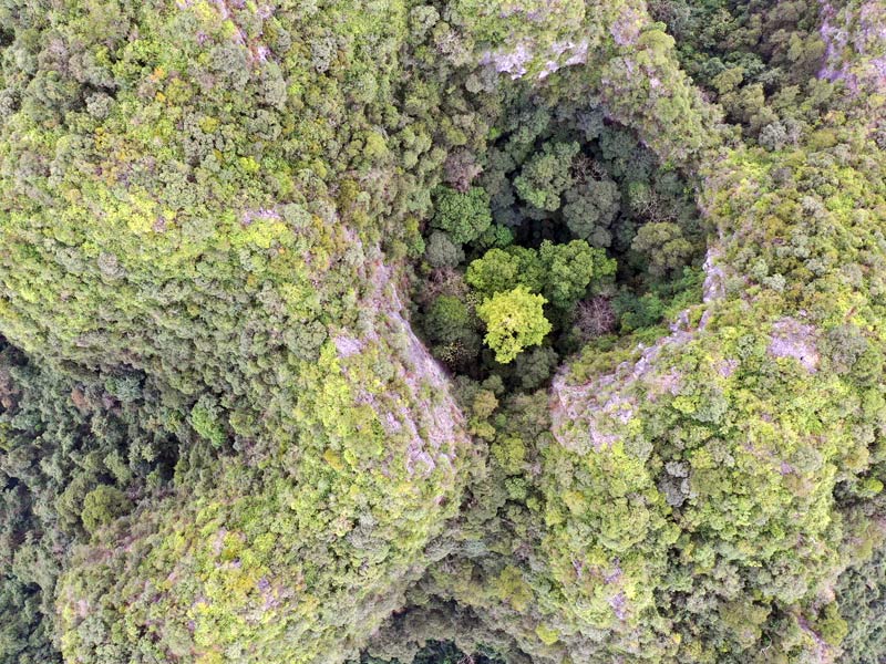 巨樹生長在峰叢洼地當(dāng)中。廣西林業(yè)勘測設(shè)計院供圖