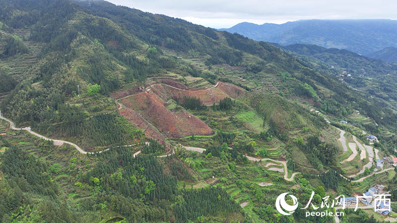 建設(shè)中的大新村油茶種植基地。人民網(wǎng) 付華周攝