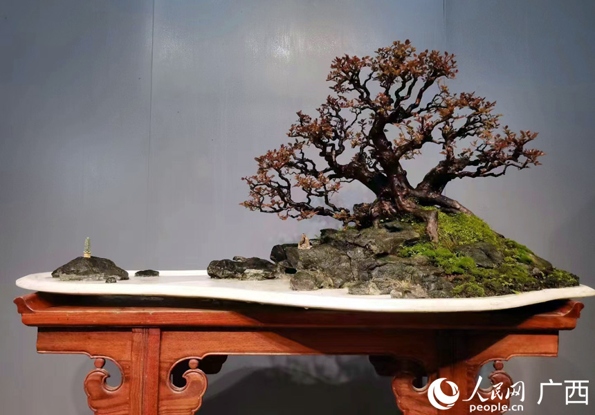 修剪好的盆景。人民網(wǎng)記者 王勇攝