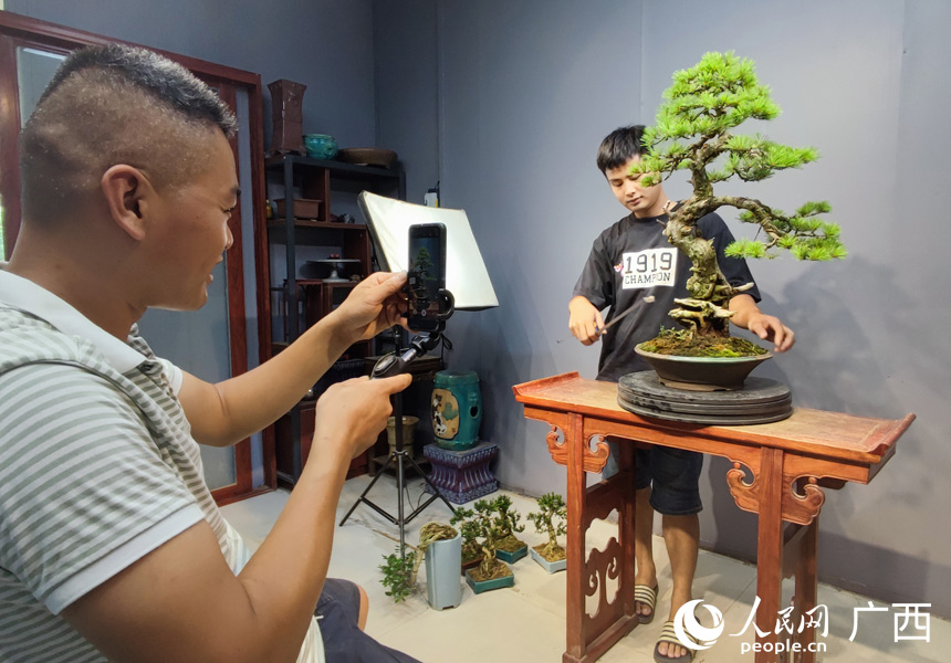 工作人員正在直播銷售盆景。人民網(wǎng)記者 王勇攝