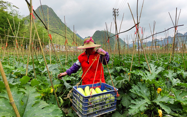 菜農(nóng)采摘西葫蘆。
