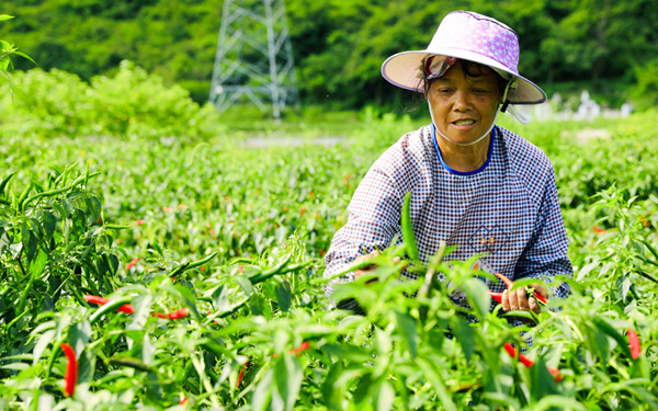 村民正在采摘辣椒。