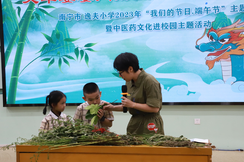 學(xué)生們通過“眼觀、手摸、鼻聞”與中草藥零距離接觸。鄧輝貴攝