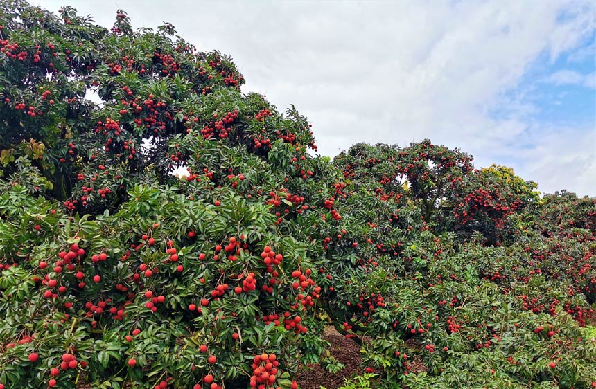 50年樹齡的荔枝樹綴滿紅荔，彰顯出旺盛的生命力。