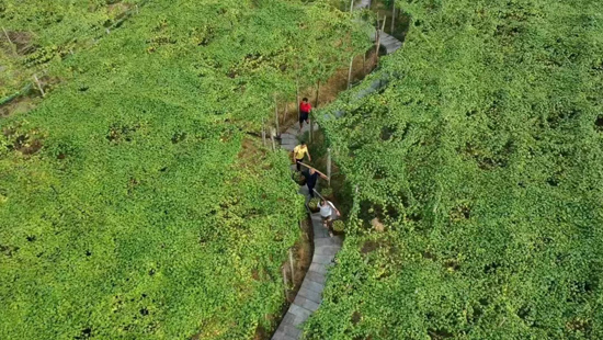 羅漢果種植成為永?？h的一大經(jīng)濟(jì)支柱。永?？h委宣傳部供圖