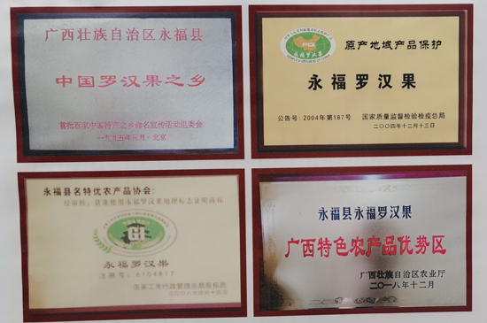 永福羅漢果成為了桂林市最亮眼的名片。永福縣委宣傳部供圖