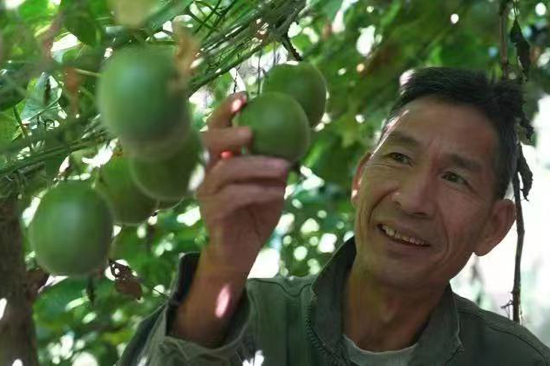 永福羅漢果喜獲豐收，果農(nóng)笑開顏。永?？h融媒體中心供圖