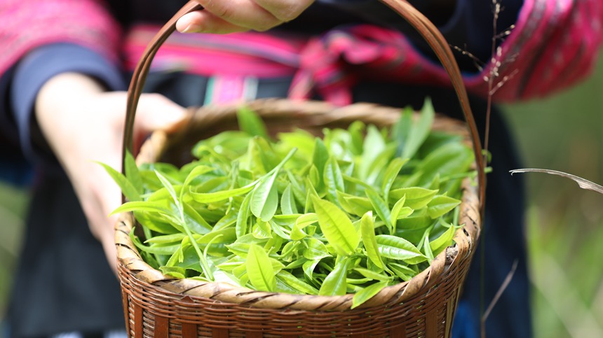 河口瑤鄉(xiāng)貢茶
