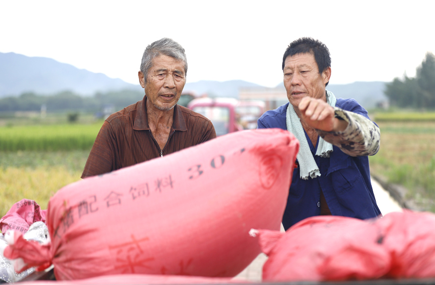農戶把裝袋的稻谷裝車。