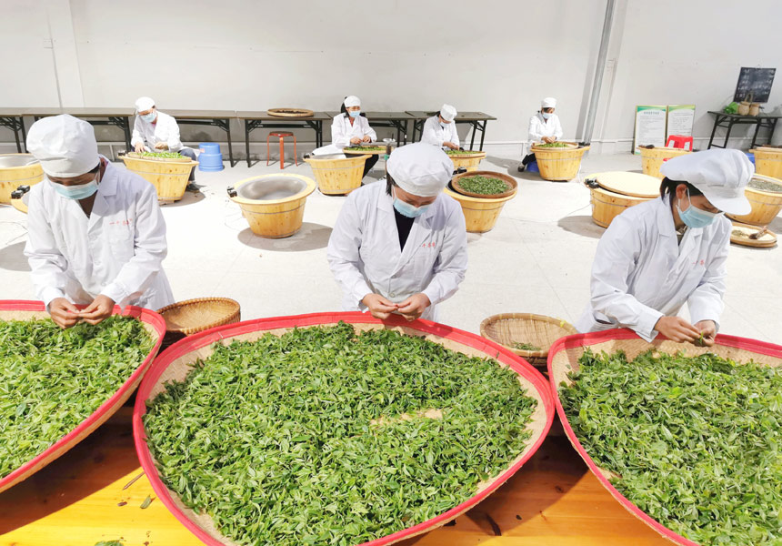 進行茶葉加工。