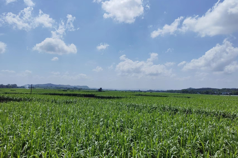 水窿果蔗核心示范區(qū)一角。