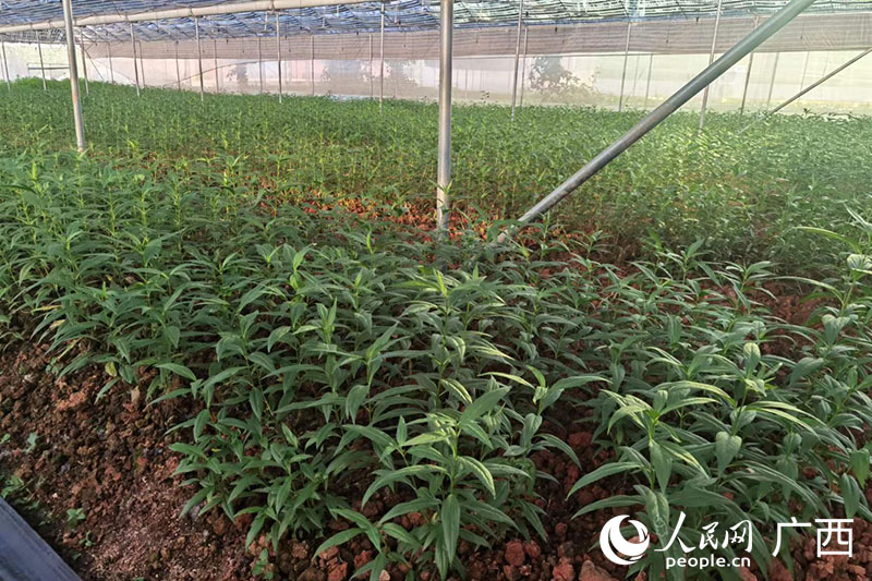 基地內(nèi)種植的佩蘭。人民網(wǎng) 覃心攝