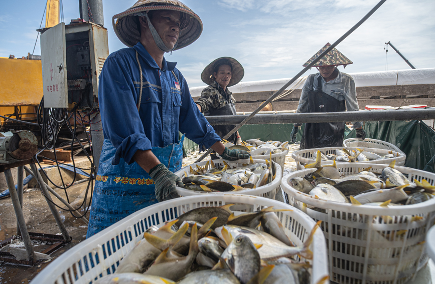 金鯧魚(yú)喜迎豐收