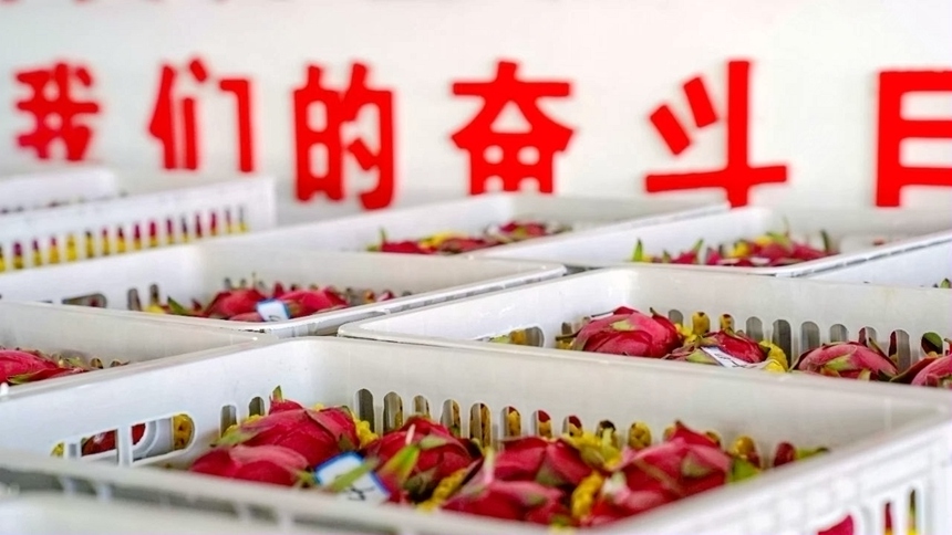 分揀好的火龍果裝筐待運(yùn)。鄒慶林?jǐn)z