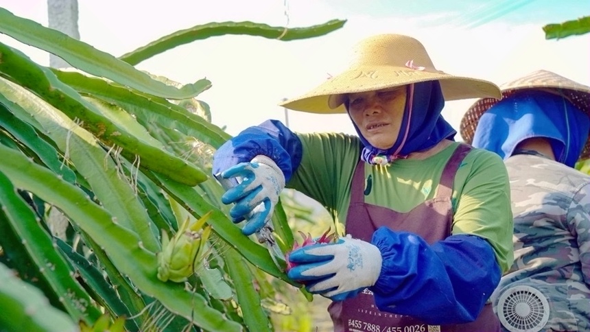 工人正在采摘火龍果。鄒慶林?jǐn)z