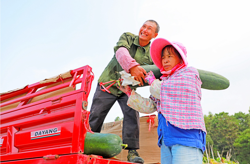 農(nóng)戶們?cè)诎徇\(yùn)裝車。陽海翔攝