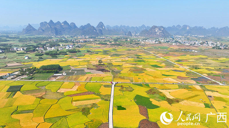 柳州市柳江區(qū)進(jìn)德泗浪村稻田。人民網(wǎng) 付華周