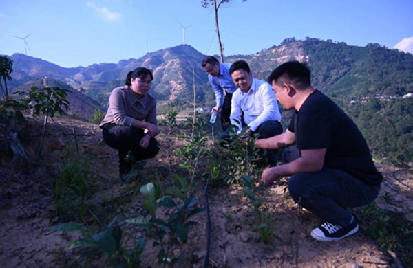 技術(shù)人員深入茶園察看茶苗長(zhǎng)勢(shì)。楊志雄攝