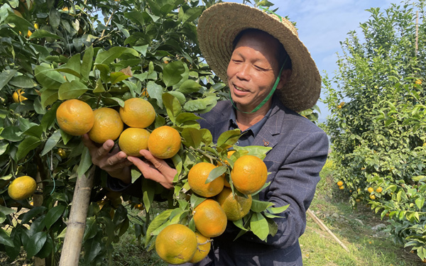 農(nóng)技推廣專家趙錦科正在祿峒水果基地察看柑橘成熟情況。
