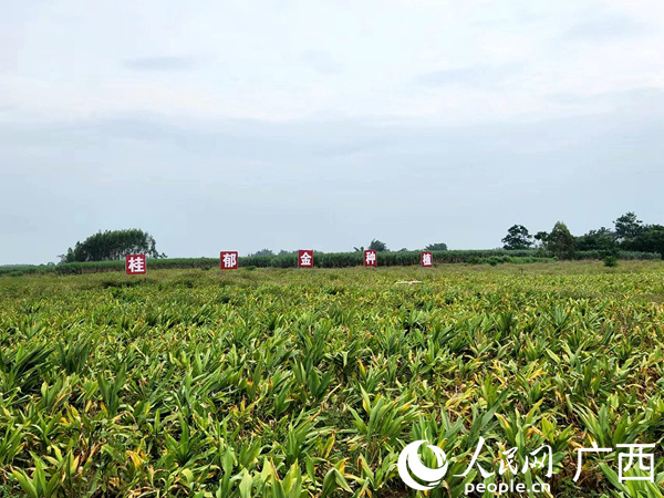 桂郁金種植基地。人民網(wǎng)記者 黃子婧攝
