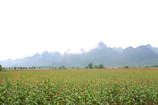 忻城縣粵桂協(xié)作特優(yōu)區(qū)糯玉米示范種植基地