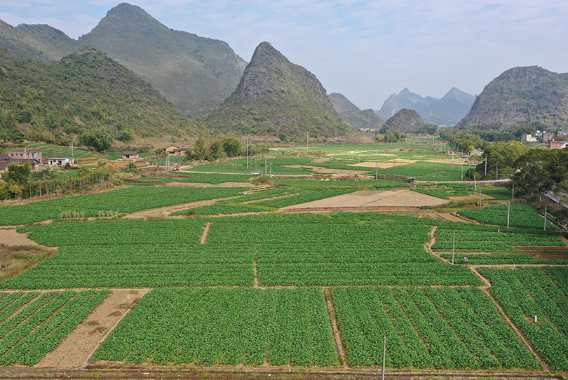 鐘山縣英家大頭菜產(chǎn)業(yè)示范區(qū)。羅凱攝