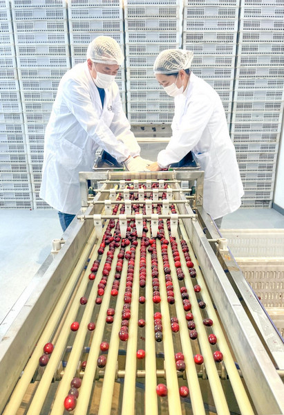 工人們對(duì)蔓越莓進(jìn)行人工挑揀。黑龍江省商務(wù)廳供圖
