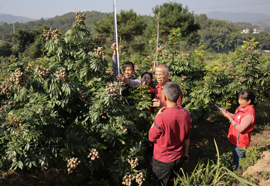 廣西鄉(xiāng)村科技特派員現(xiàn)場(chǎng)測(cè)產(chǎn)。
