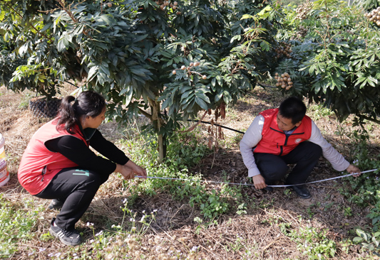 廣西鄉(xiāng)村科技特派員進(jìn)行產(chǎn)量測(cè)定。