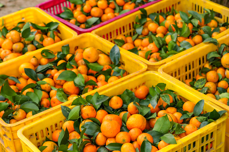 砂糖橘喜豐收。容縣融媒體中心供圖