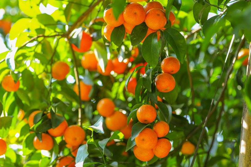 砂糖橘掛滿枝頭。容縣融媒體中心供圖