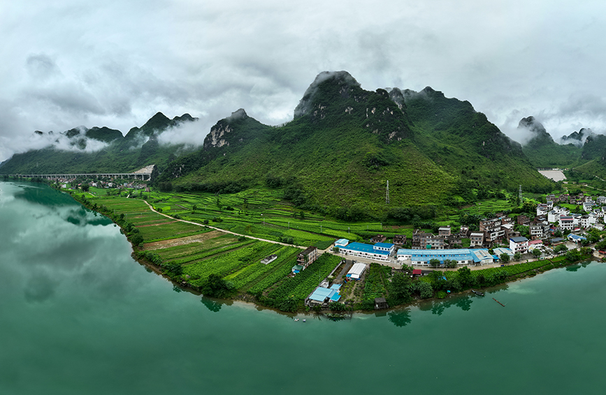 六納村標(biāo)準(zhǔn)化桑蠶種養(yǎng)示范基地，連片桑園郁郁蔥蔥。羅仁維攝