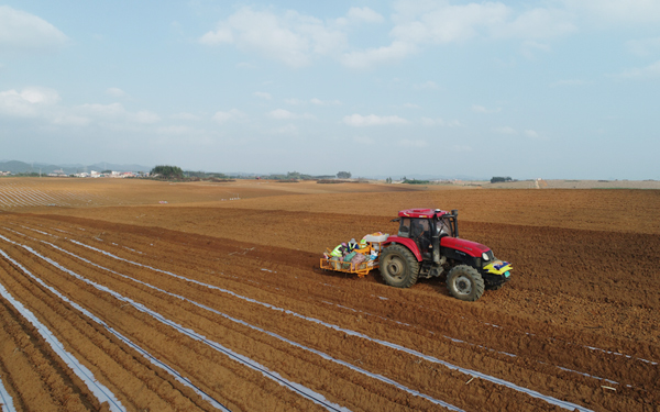 甘蔗機(jī)械化種植現(xiàn)場。梁勁文攝