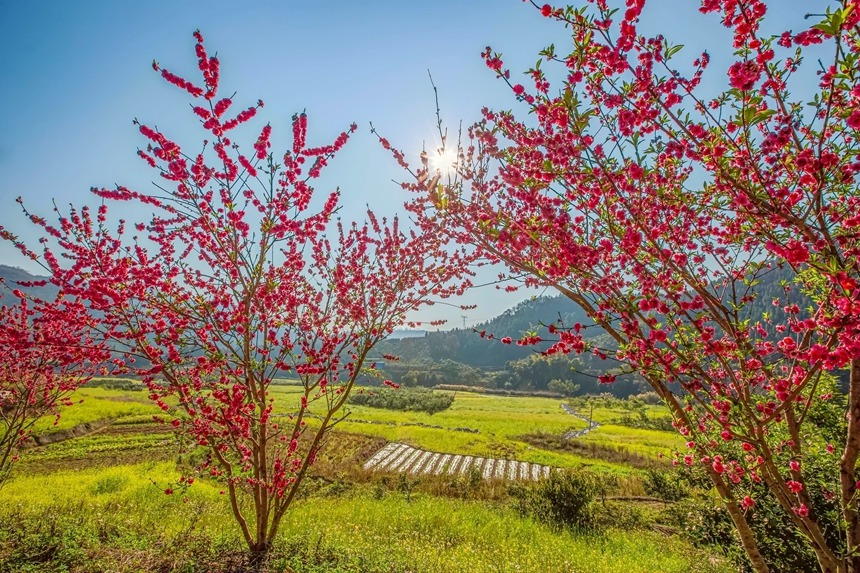 競相綻放的桃花。李世華攝