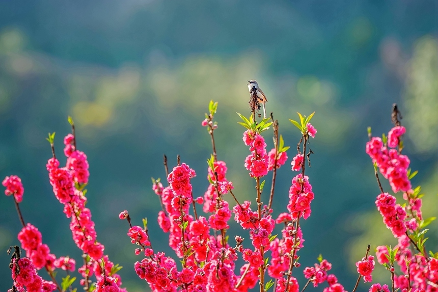 鳥(niǎo)兒在桃花枝上“放歌”。李世華攝