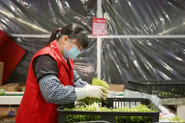 工人搶收新長出的芽苗菜