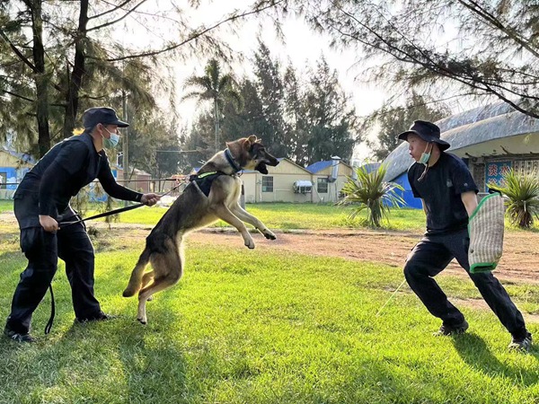 警犬訓導員李春靜、葉婷正在訓練警犬
